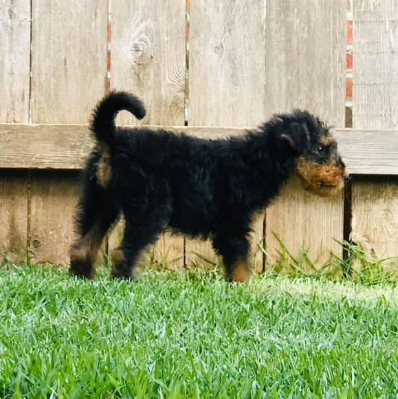 Meet your Posher, Tabitha - Picture 1 of 1
